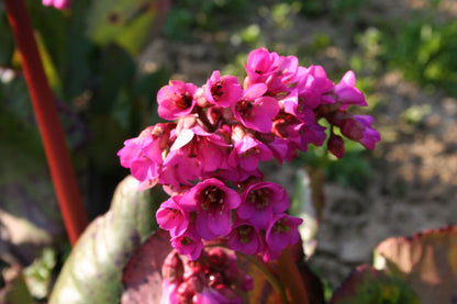 Bergenia cordifolia 'Bizet' Bergenie