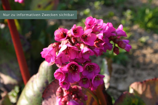 Bergenia cordifolia 'Bizet' Bergenie