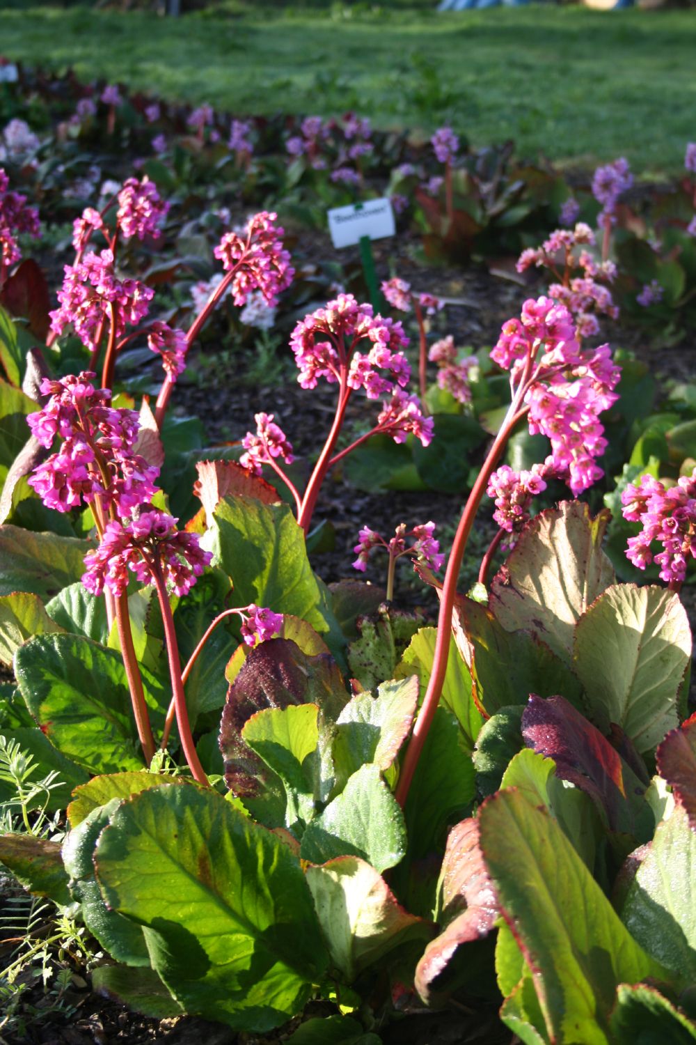 Bergenia cordifolia 'Bizet' (Bergenie)