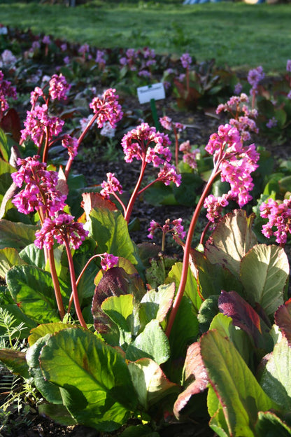 Bergenia cordifolia 'Bizet' (Bergenie)