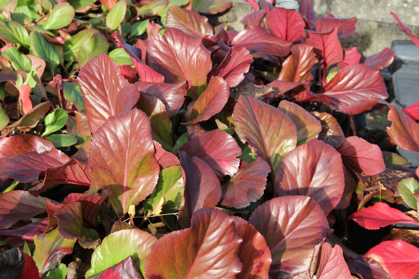 Bergenia cordifolia 'Bizet' (Bergenie)