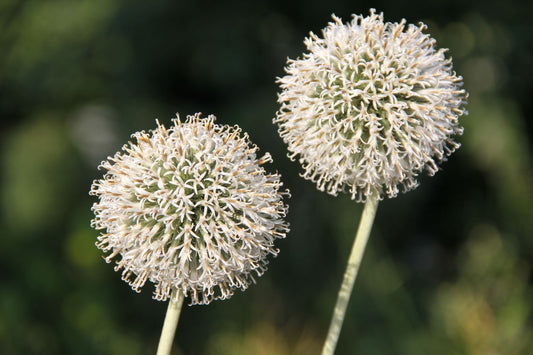 Echinops sphaerocephalus 'Arctic Glow' Garten-Kugeldistel