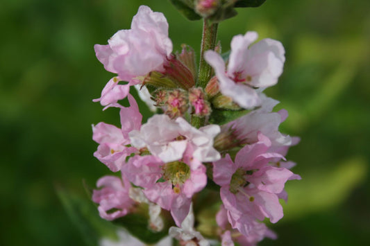 Lythrum salicaria 'Blush' Blut-Weiderich