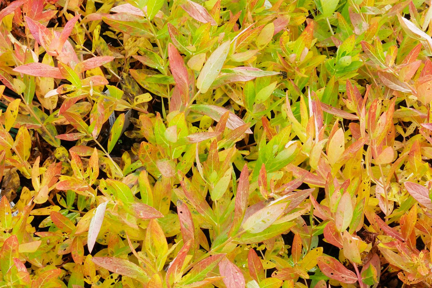 Lythrum salicaria 'Blush' (Blut-Weiderich)