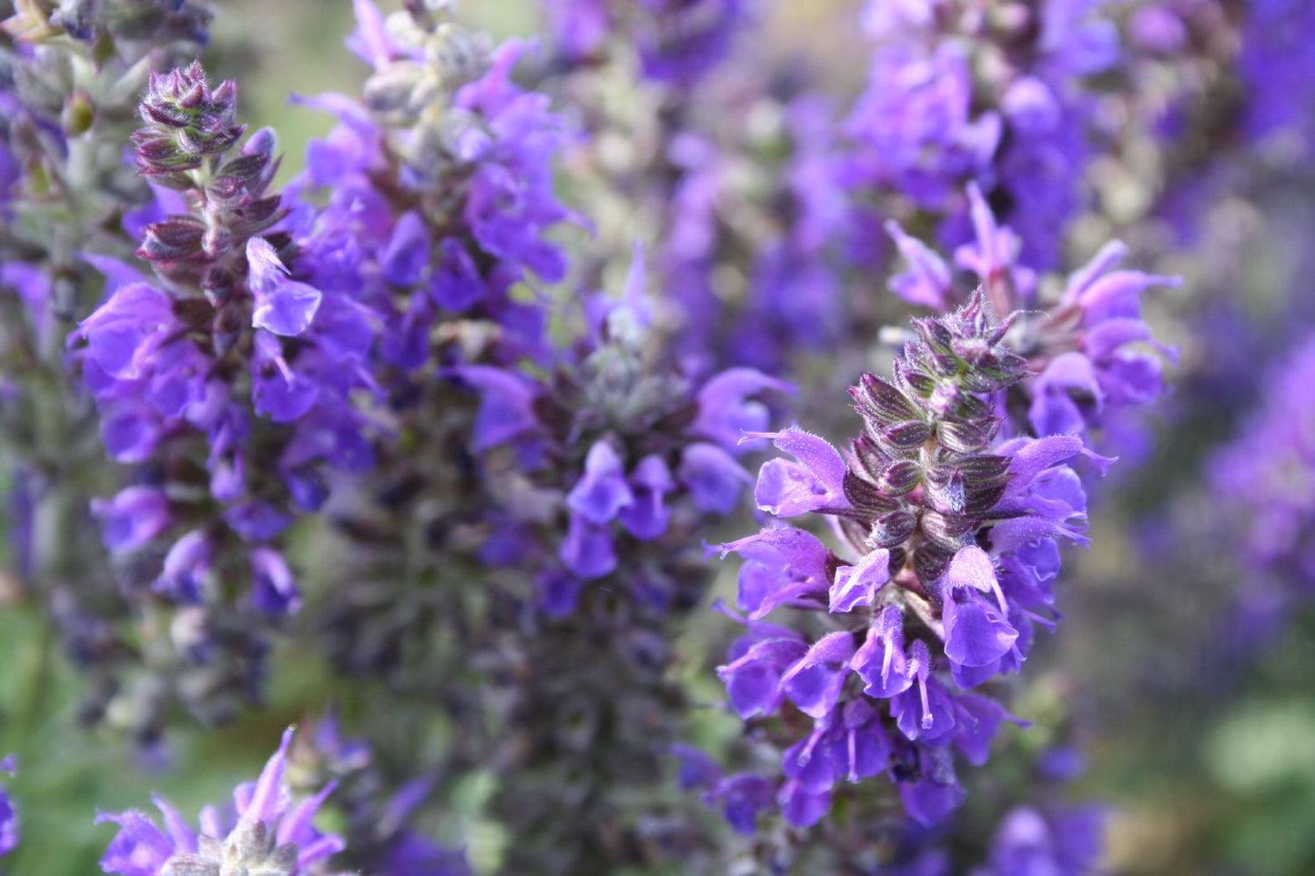 Salvia nemorosa 'Marcus' ® Ziersalbei