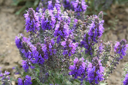 Salvia nemorosa 'Marcus' ® (Ziersalbei)