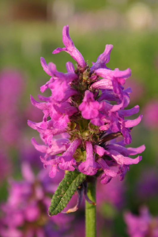 Stachys monnieri 'Hummelo' Dichtblütiger Ziest