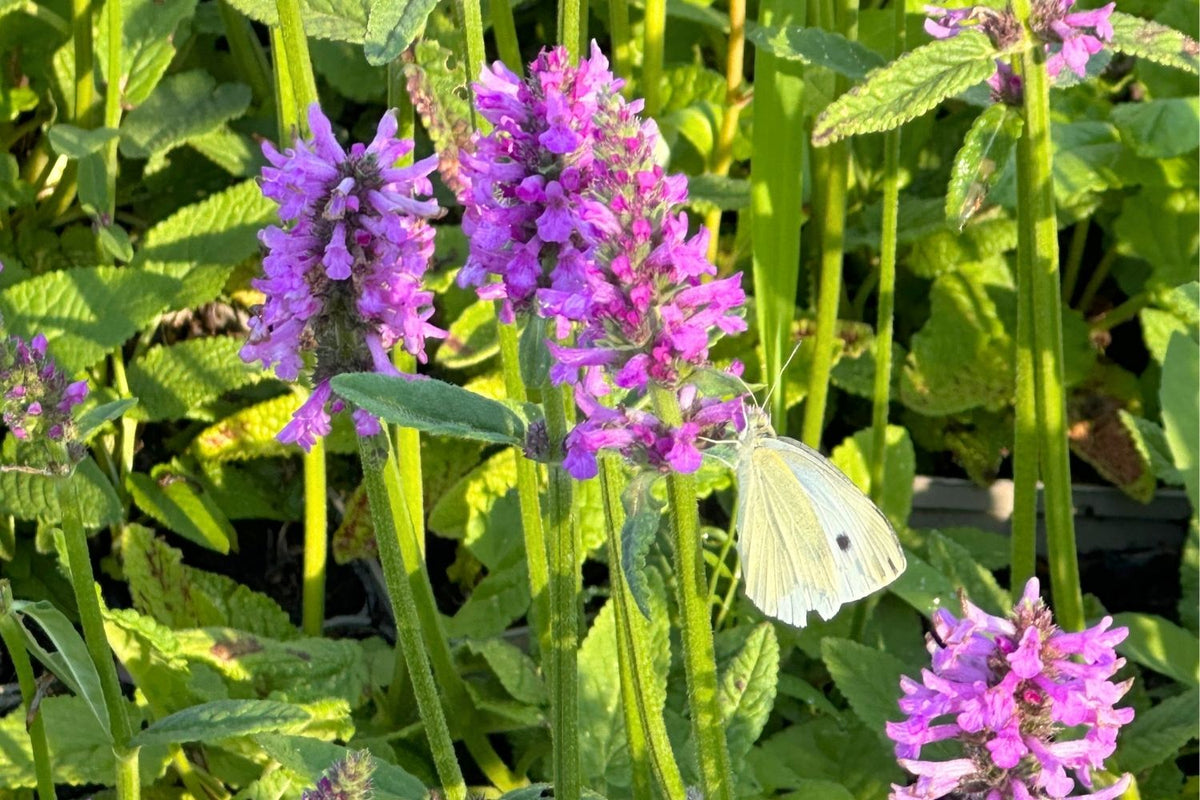 Stachys monnieri 'Hummelo' (Dichtblütiger Ziest)