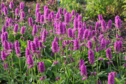 Stachys monnieri 'Hummelo' (Dichtblütiger Ziest)