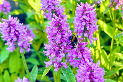 Stachys monnieri 'Hummelo' (Dichtblütiger Ziest)
