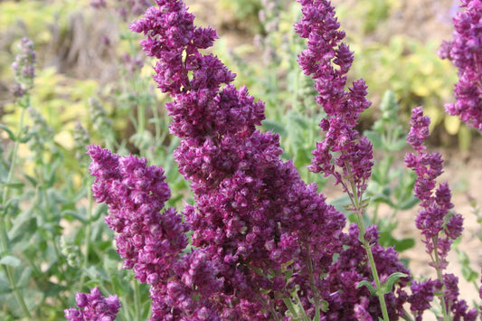 Salvia nemorosa 'Pusztaflamme' Ziersalbei