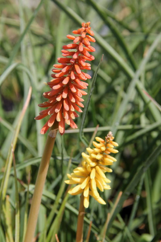 Kniphofia uvaria 'Flamenco' Garten-Fackellilie