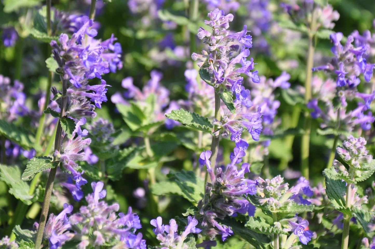 Nepeta racemosa 'Grog' Traubige Katzenminze