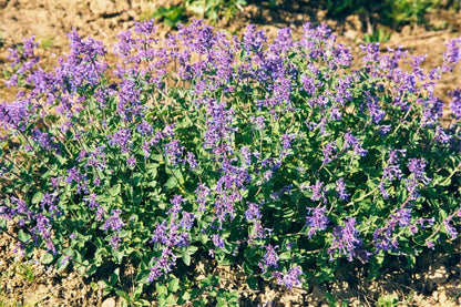 Nepeta racemosa 'Grog' (Traubige Katzenminze)