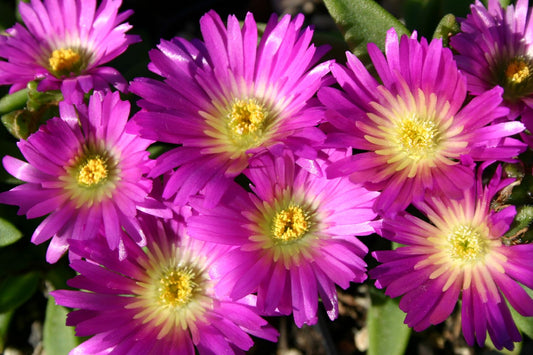 Delosperma sutherlandii Transvaal-Mittagsblume