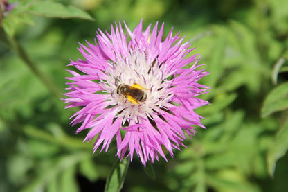 Centaurea dealbata 'Rosea' Flockenblume