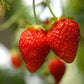 Fragaria vesca 'Ostara' ° Garten-Monats-Erdbeere