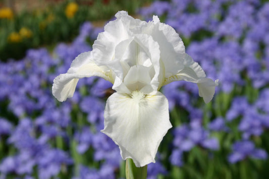 Iris Barbata-Nana 'White Gem' Zwergige Garten-Schwertlilie