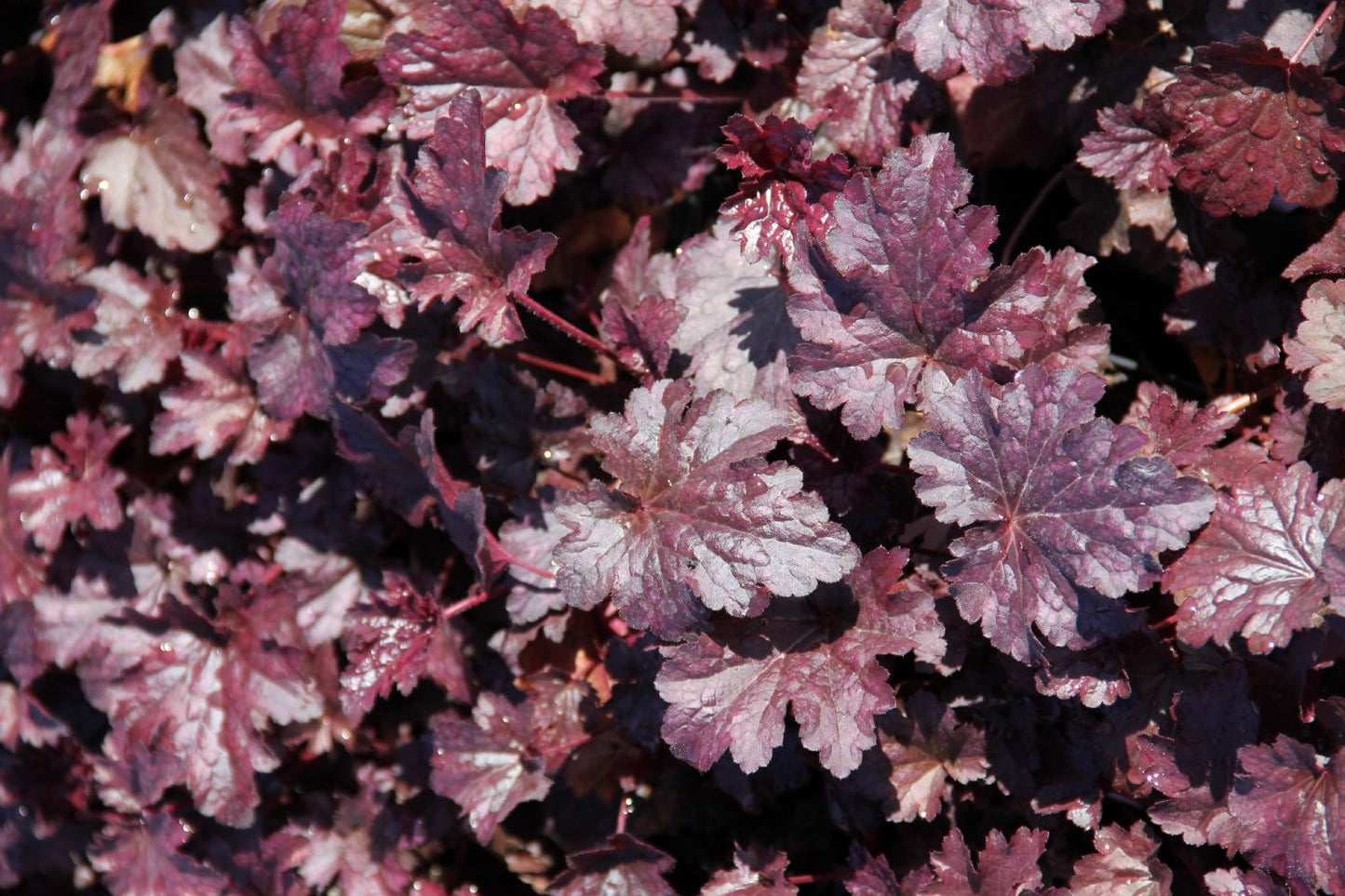 Heuchera 'Plum Pudding' ® Kleinblütiges Silberglöckchen