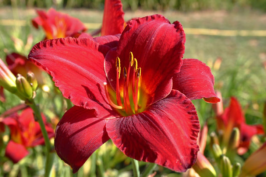Hemerocallis 'Chicago Apache' Großblumige Taglilie