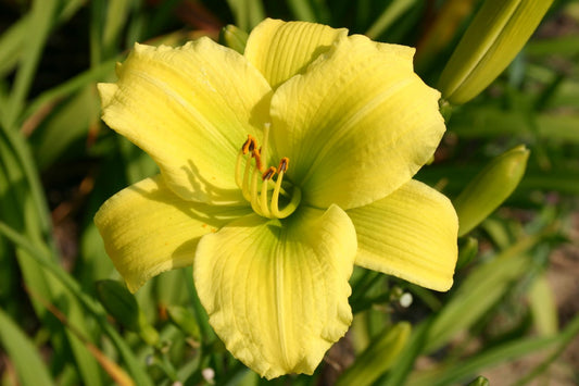 Hemerocallis 'Green Flutter' Kleinblumige Taglilie