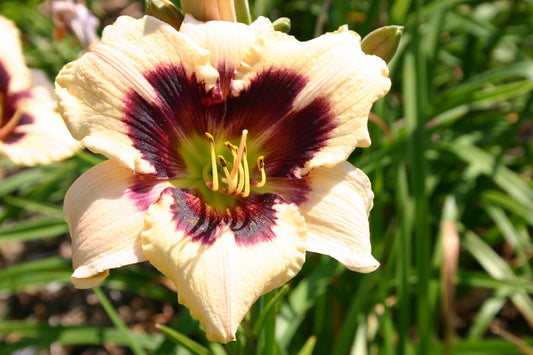 Hemerocallis 'Moonlit Masquerade' Großblumige Taglilie