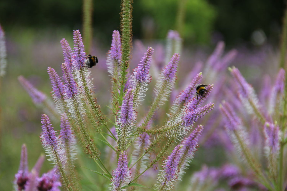 Veronicastrum virginicum 'Fascination' Kandelaberehrenpreis