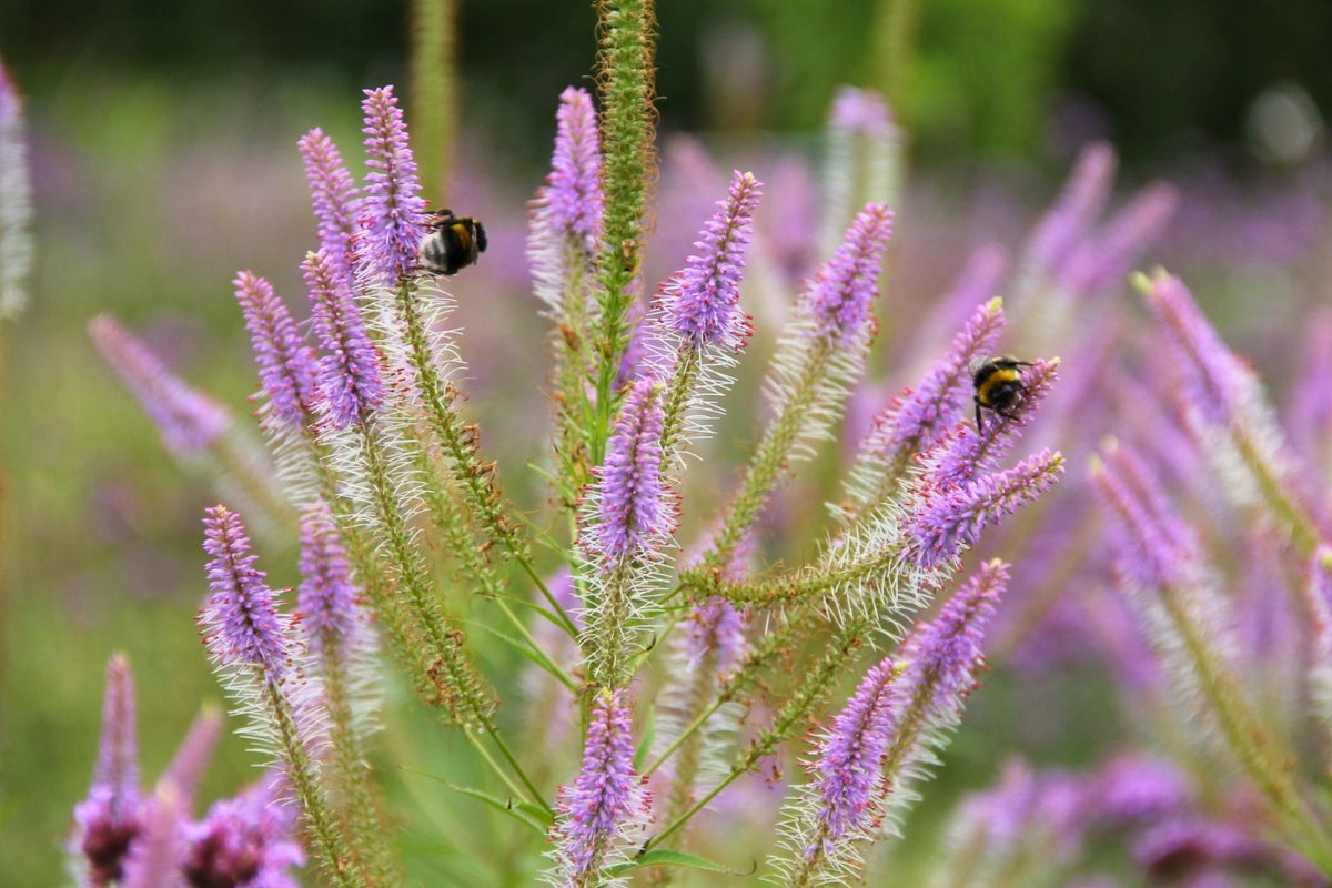 Veronicastrum virginicum 'Fascination' Kandelaberehrenpreis