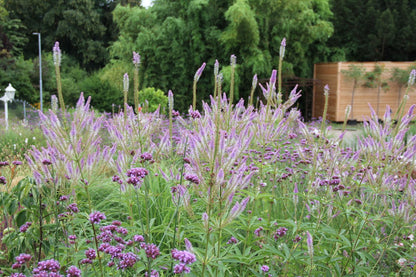 Veronicastrum virginicum 'Fascination' (Kandelaberehrenpreis)