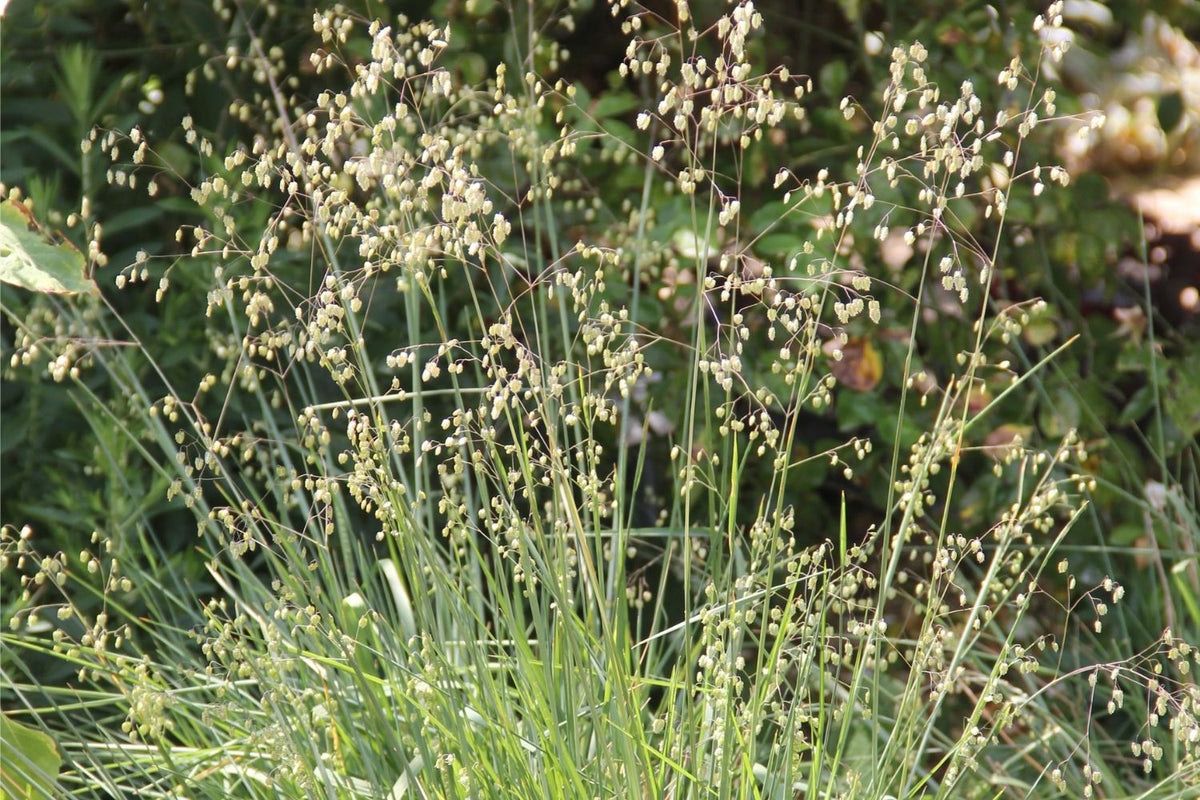 Briza media 'Limouzi' (Garten-Zittergras)