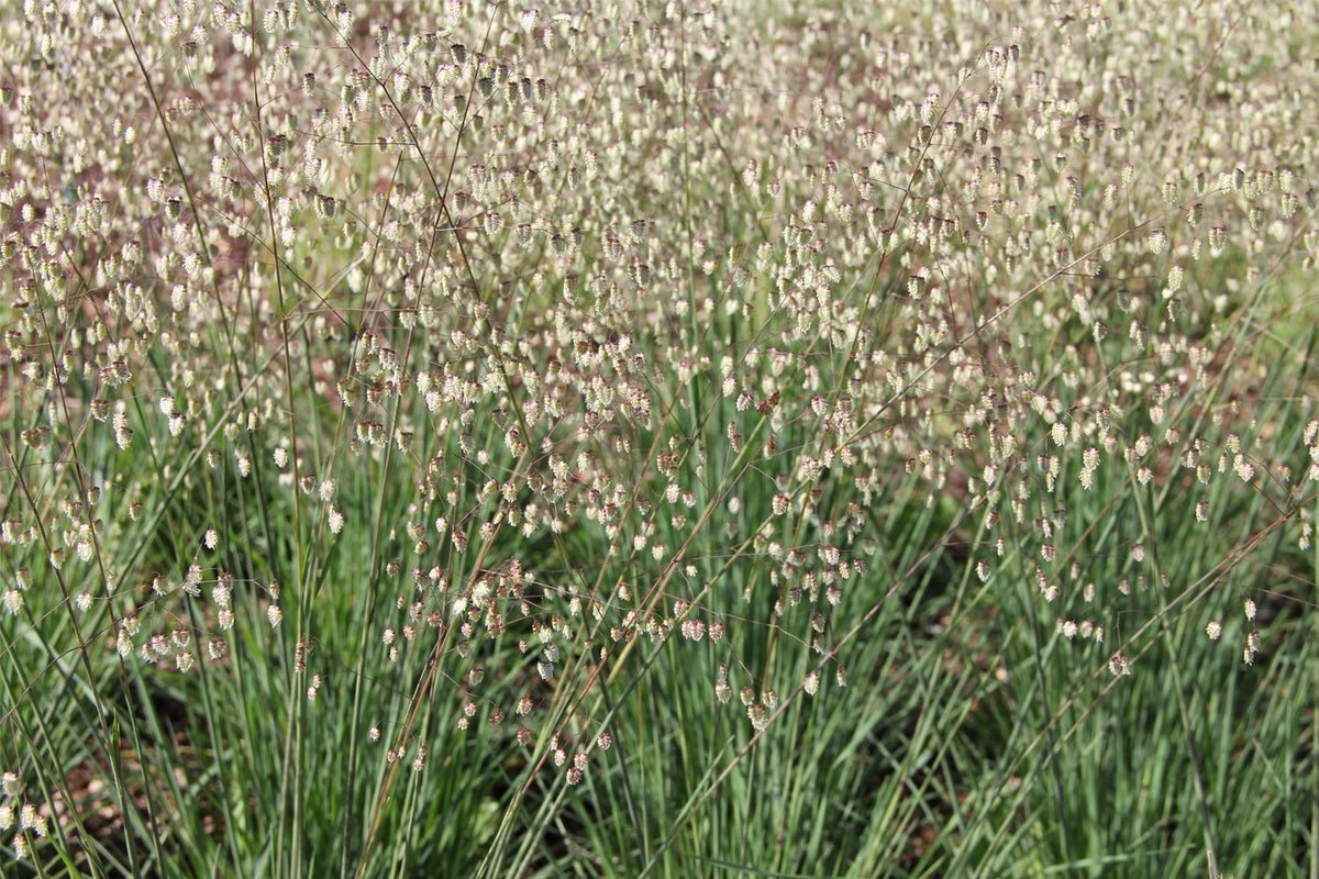 Briza media 'Limouzi' (Garten-Zittergras)