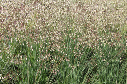 Briza media 'Limouzi' (Garten-Zittergras)
