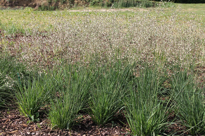 Briza media 'Limouzi' (Garten-Zittergras)