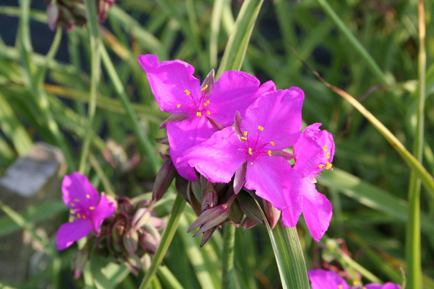 Tradescantia ohiensis 'Red Grape' Garten-Dreimasterblume