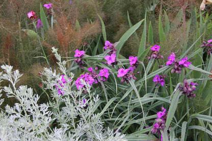 Tradescantia ohiensis 'Red Grape' (Garten-Dreimasterblume)
