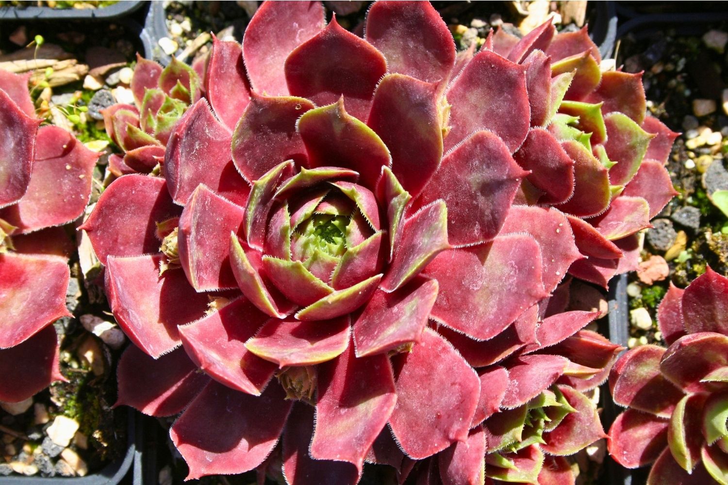 Sempervivum 'Paricutin' Garten-Hauswurz