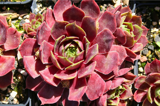 Sempervivum 'Paricutin' Garten-Hauswurz