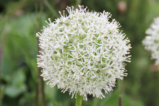 Allium 'Mount Everest' Kugellauch | Zierlauch