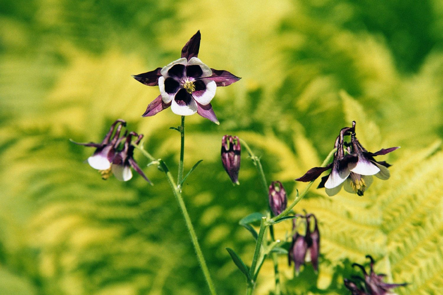 Aquilegia vulgaris 'William Guiness' (Kurzspornige Akelei)