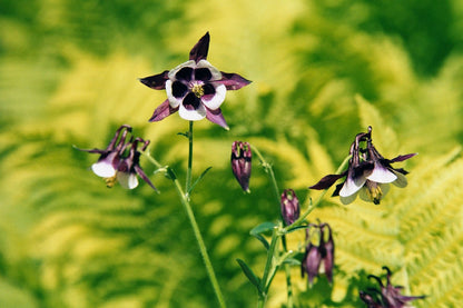 Aquilegia vulgaris 'William Guiness' (Kurzspornige Akelei)