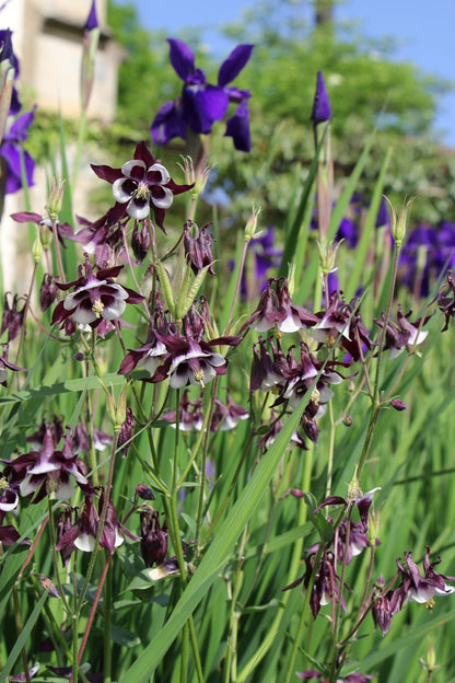 Aquilegia vulgaris 'William Guiness' (Kurzspornige Akelei)