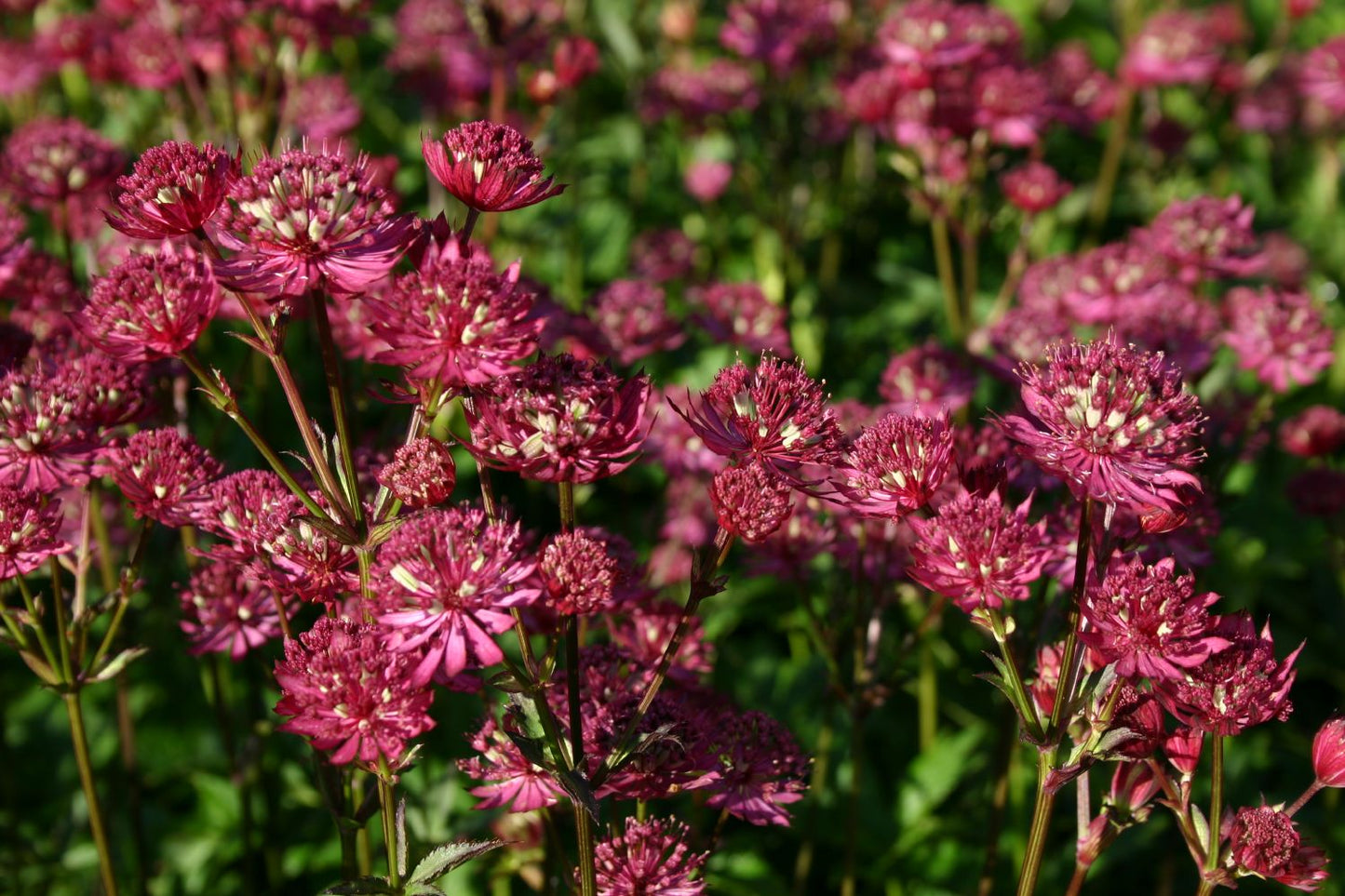 Astrantia major 'Ruby Wedding' Sterndolde