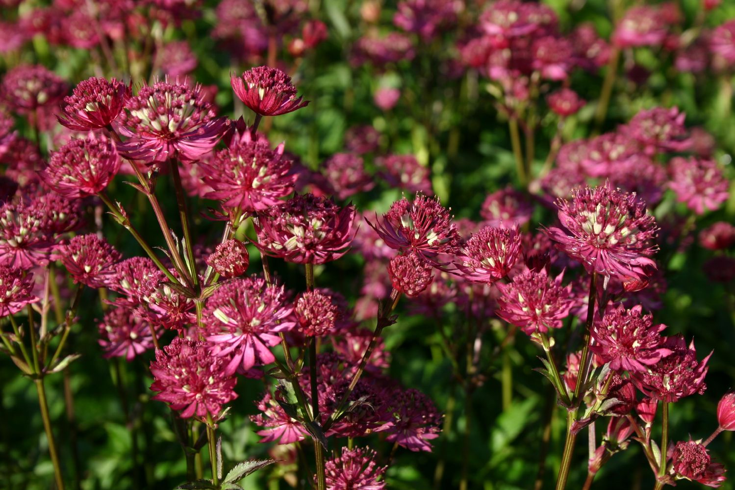 Astrantia major 'Ruby Wedding' Sterndolde
