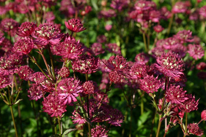 Astrantia major 'Ruby Wedding' Sterndolde