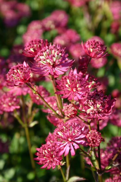 Astrantia major 'Ruby Wedding' (Sterndolde)