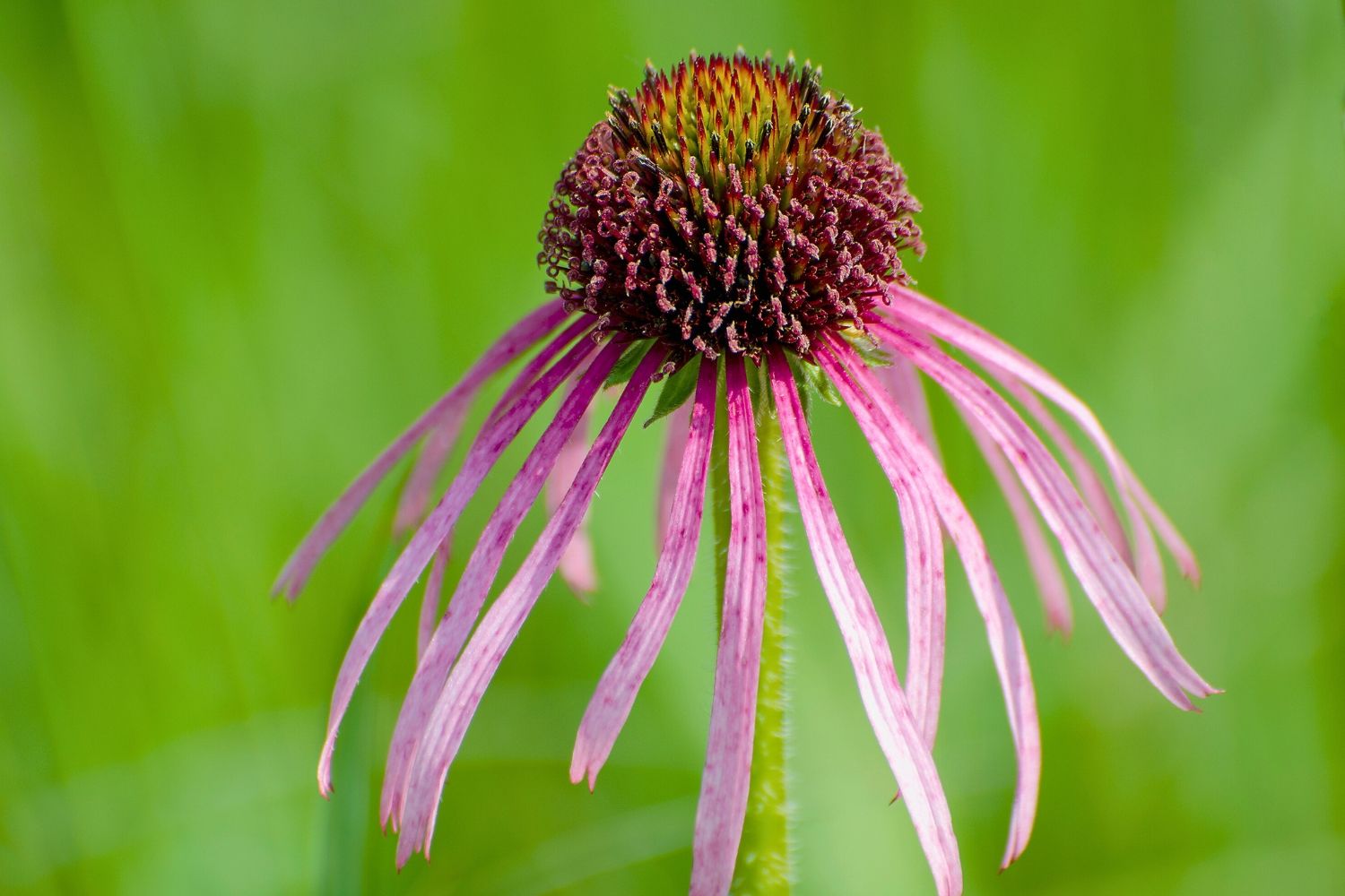 Echinacea pallida Scheinsonnenhut