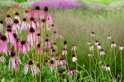 Echinacea pallida (Scheinsonnenhut)