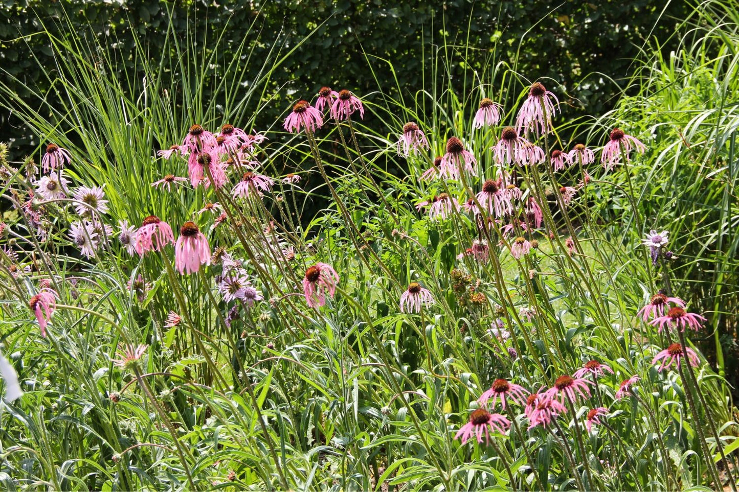 Echinacea pallida (Scheinsonnenhut)