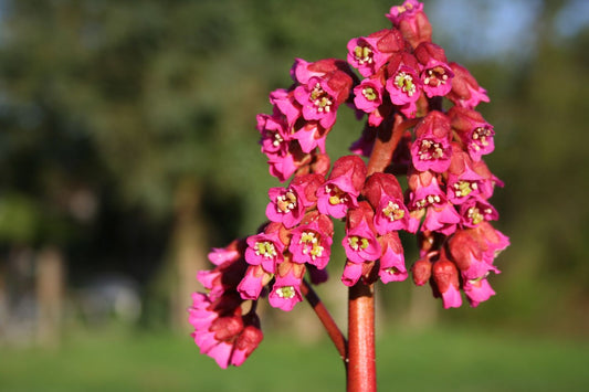 Bergenia cordifolia 'Abendglocken' Garten-Bergenie