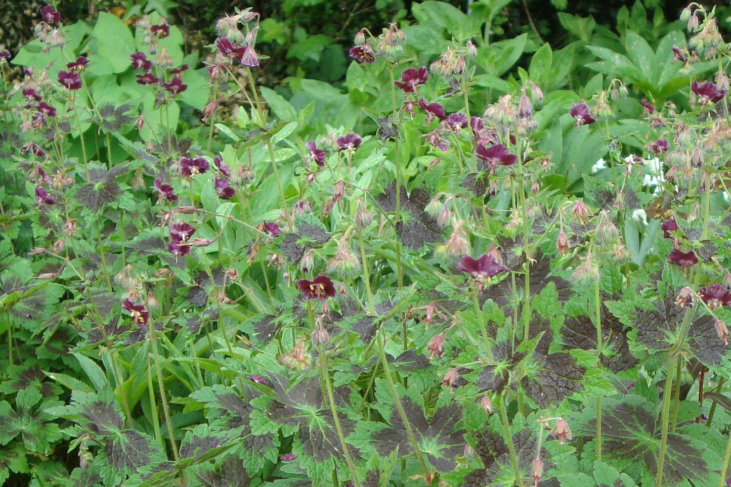 Geranium phaeum 'Samobor' (Brauner Garten-Storchschnabel)